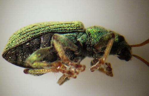 Réf. 257 294 : Phyllobius roboretanus